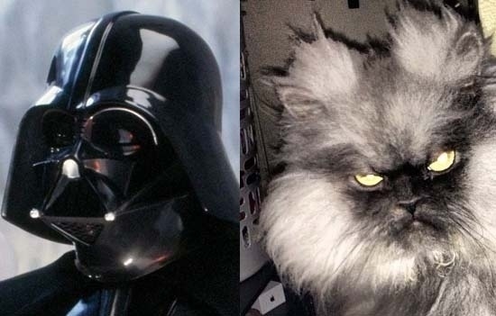This kitty has joined the dark side.