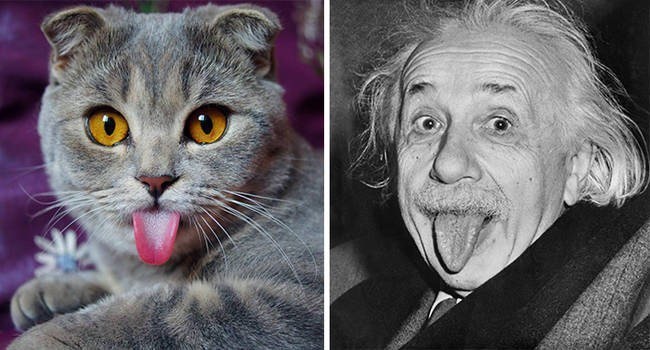 E=MeowC squared.