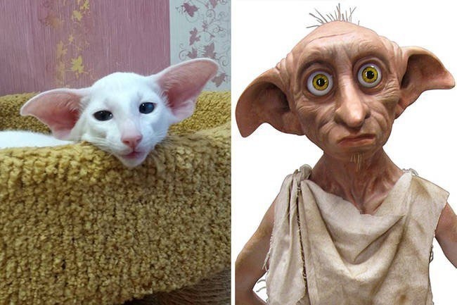 Dobby Cat is uncanny.