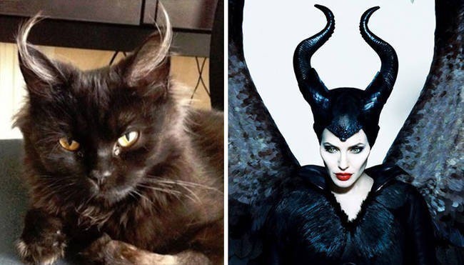 Meowlificent.