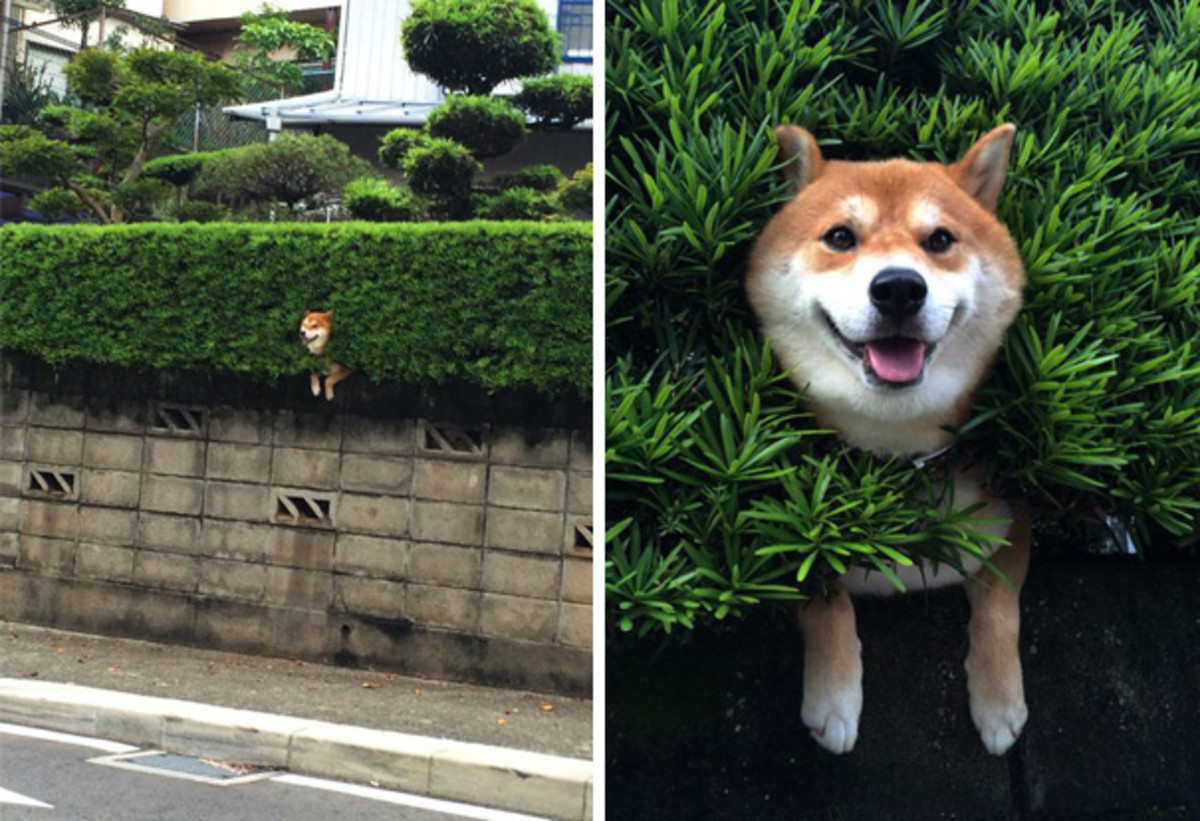 dogs making poor life choices 5.jpg