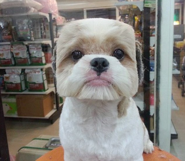 What a square! A dog shows off Taiwan's bizarre new pet-grooming trend after having his fur cut in a square