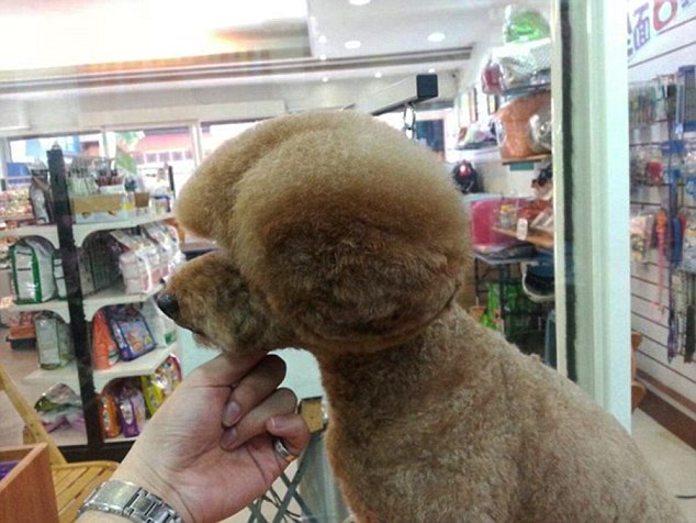 Fetching ear muffs: Many are now opting for the cuts simply to get more likes and shares on social media sites