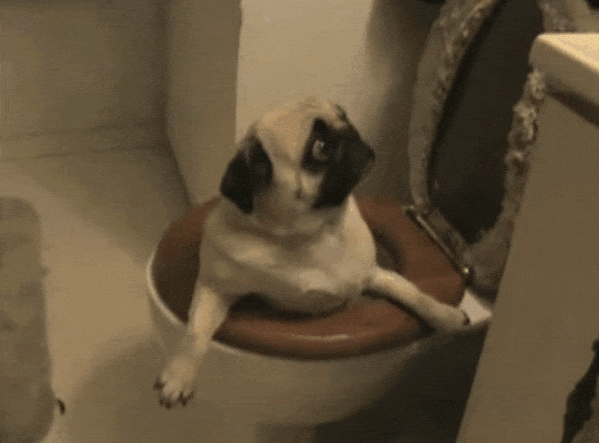 dogs making poor life choices 16.gif