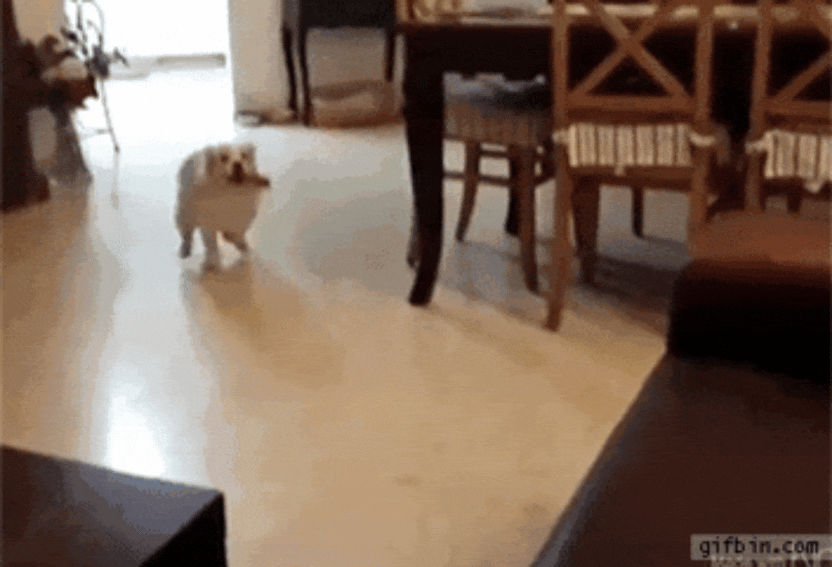 dogs making poor life choices 22.gif