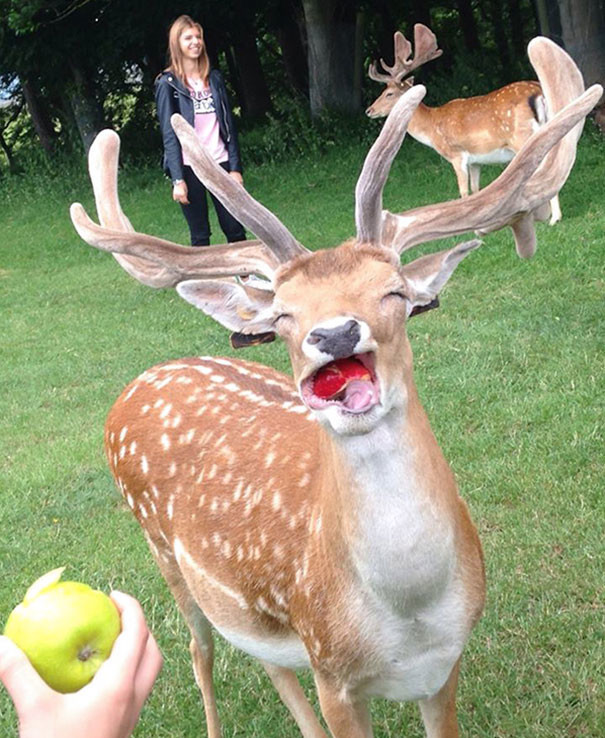 funny-animal-pics-10