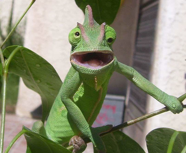 funny-animal-pics-13