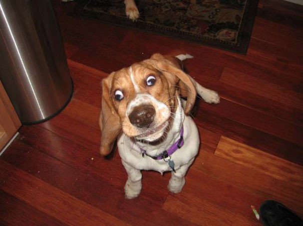 funny-animal-pics-15