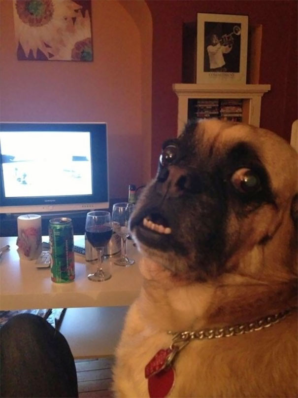funny-animal-pics-16