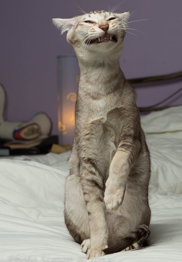 funny-animal-pics-17