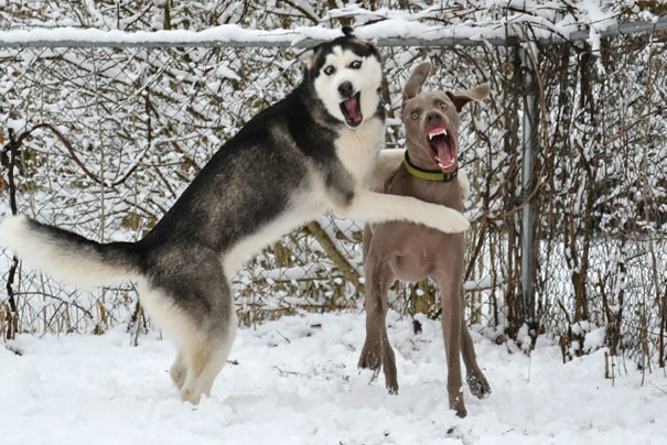 funny-animal-pics-18
