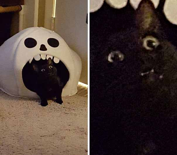 funny-animal-pics-19