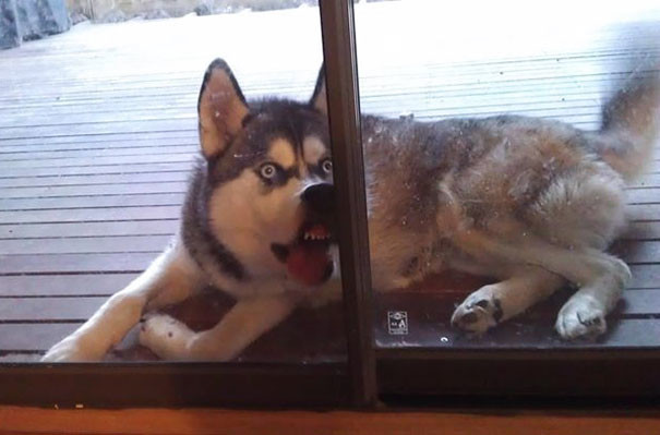 funny-animal-pics-2