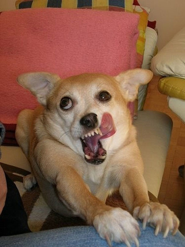 funny-animal-pics-20