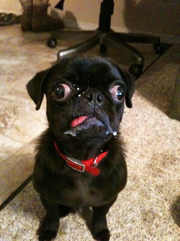 funny-animal-pics-21