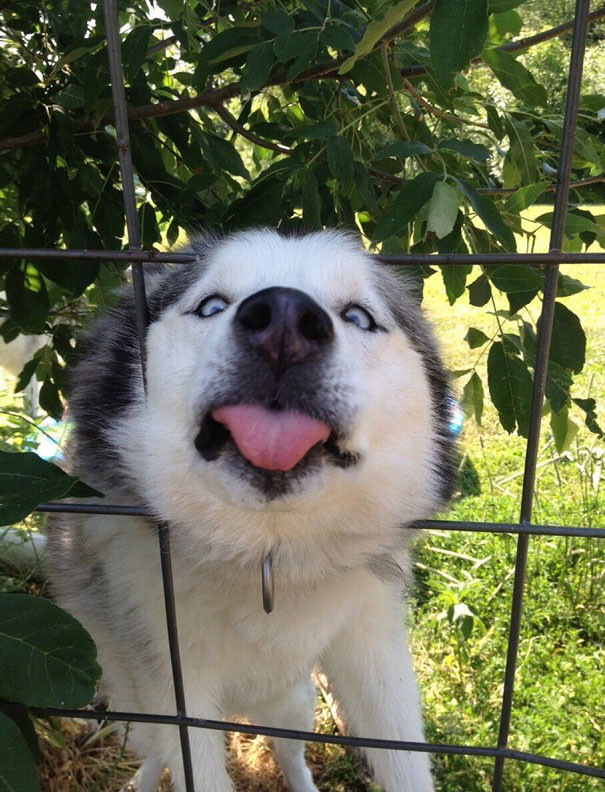 funny-animal-pics-23