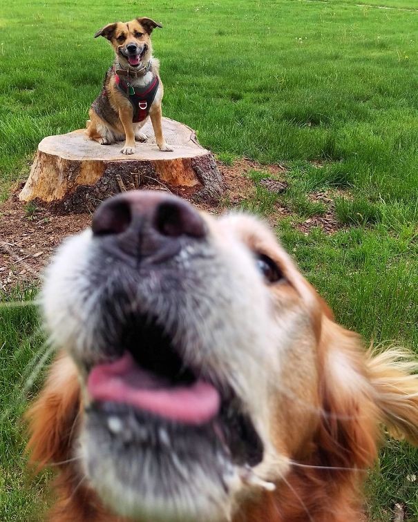funny-animal-pics-24