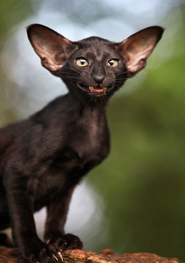 funny-animal-pics-25