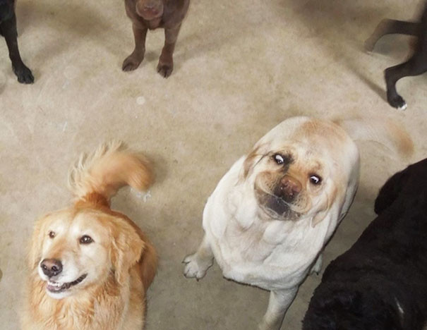 funny-animal-pics-3