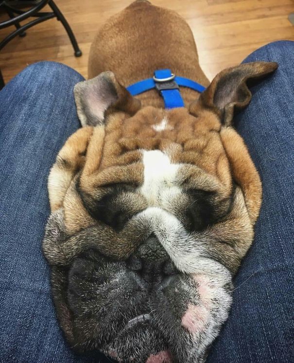 funny-animal-pics-30
