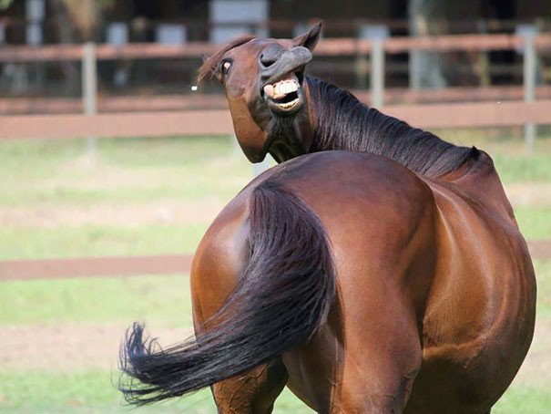 funny-animal-pics-31