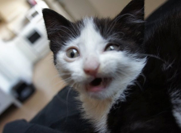 funny-animal-pics-32