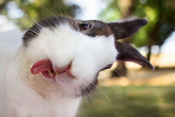 funny-animal-pics-33