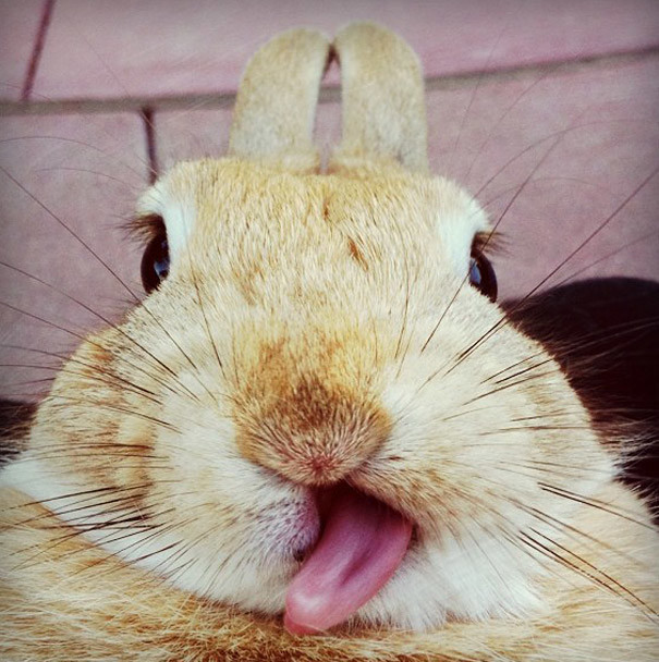 funny-animal-pics-36