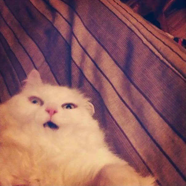 funny-animal-pics-37