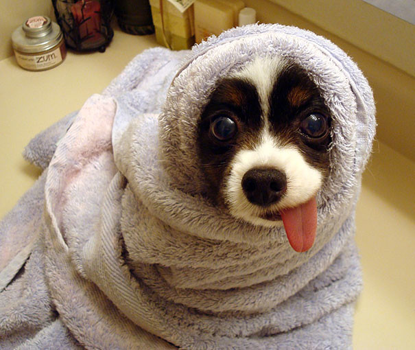 funny-animal-pics-39