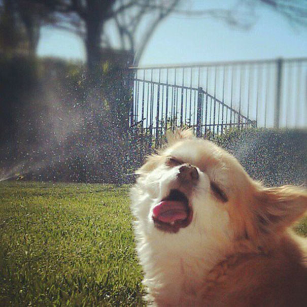 funny-animal-pics-4