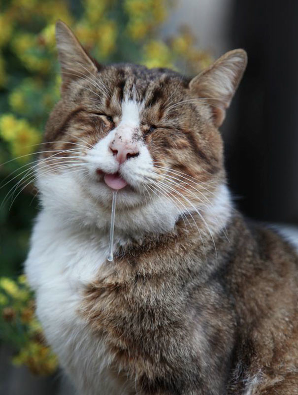 funny-animal-pics-40