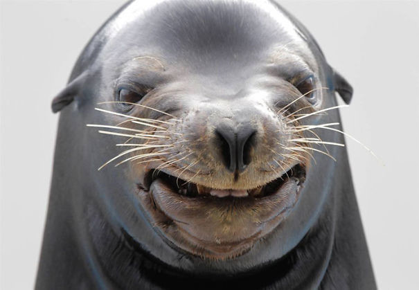 funny-animal-pics-46