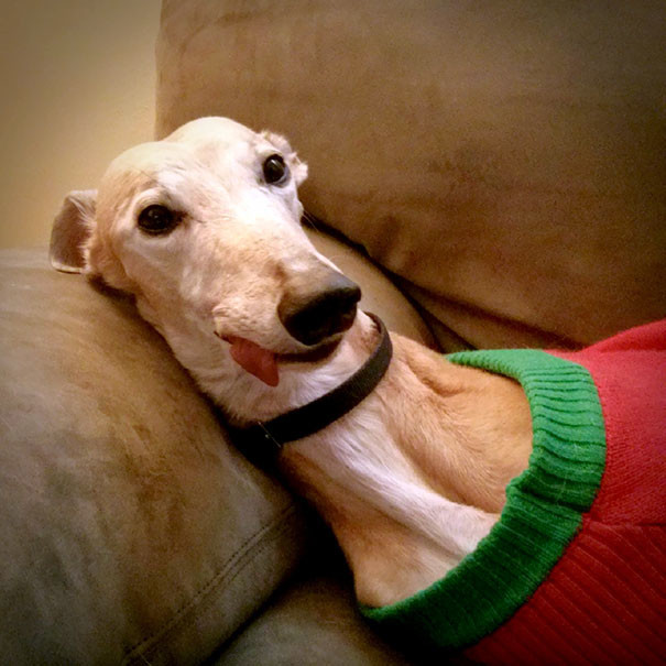 funny-animal-pics-47