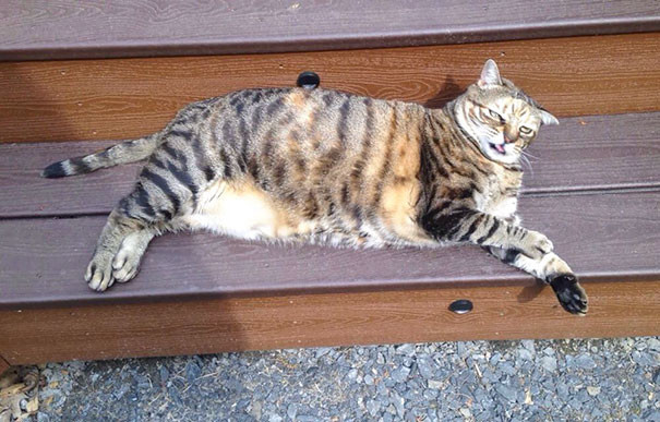 funny-animal-pics-5