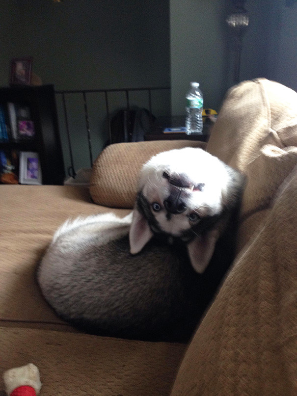 funny-animal-pics-6