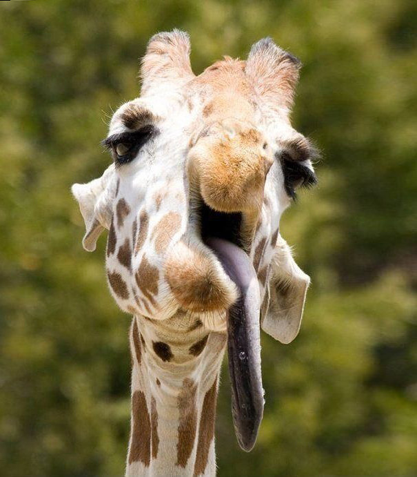 funny-animal-pics-8