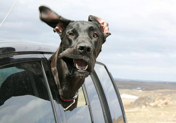 via: boredpanda.com