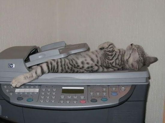 funny sleeping cats