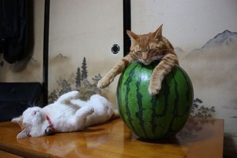 funny sleeping cats