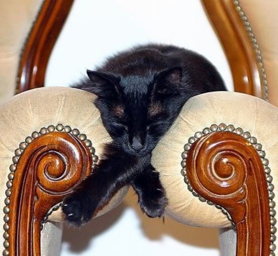 funny sleeping cats