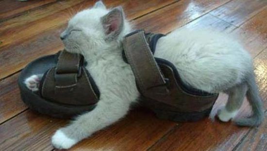 funny sleeping cats