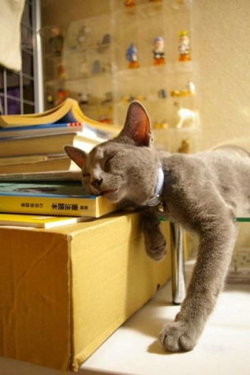 funny sleeping cats