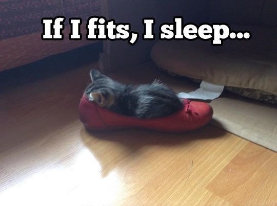 funny sleeping cats