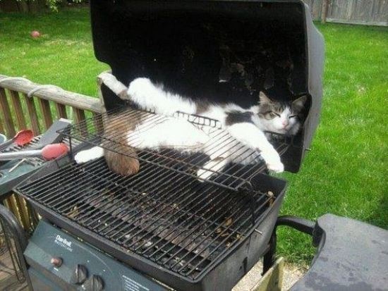 funny sleeping cats