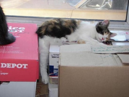 funny sleeping cats