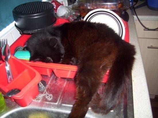 funny sleeping cats